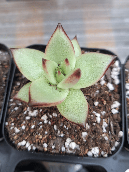 Echeveria 'Phoenix Fire' – Striking Succulent with Red-Tinged